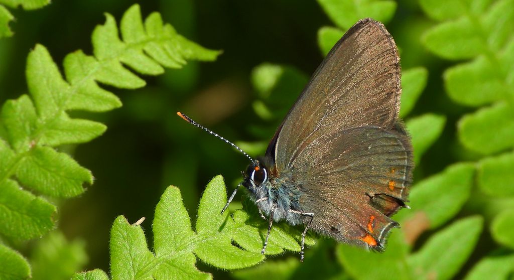 Ogończyk ostrokrzewowiec (Satyrium ilicis)