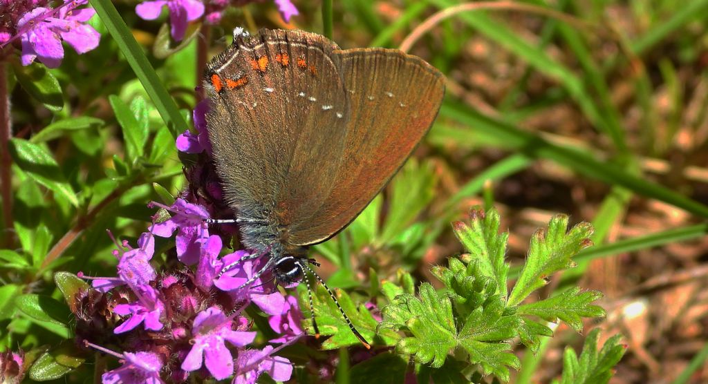 Ogończyk ostrokrzewowiec (Satyrium ilicis)