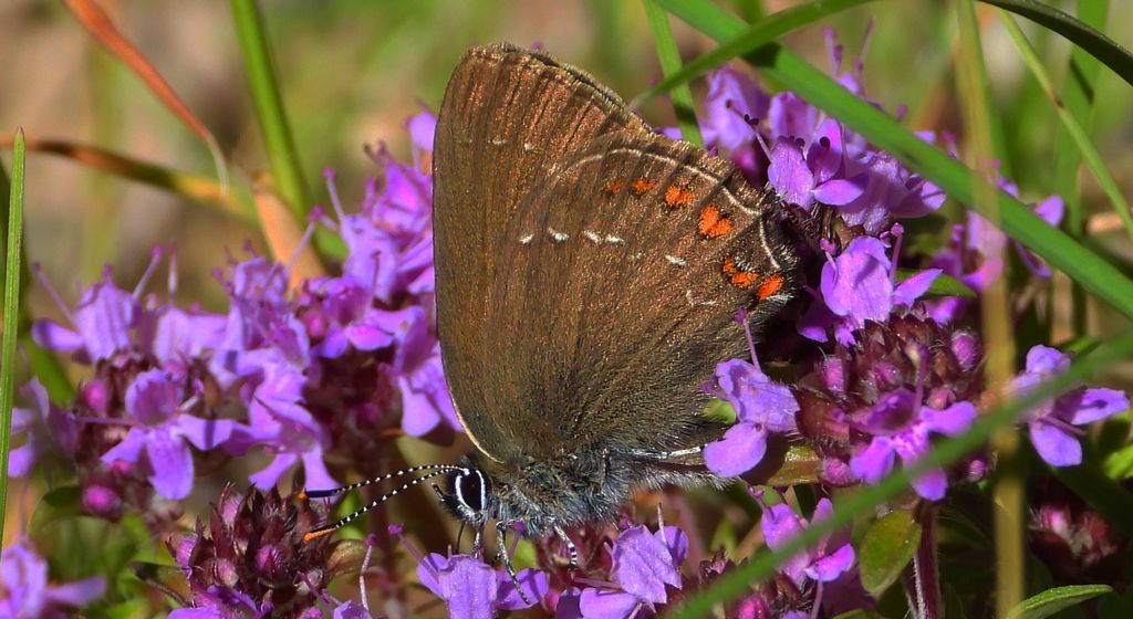 Ogończyk ostrokrzewowiec (Satyrium ilicis)