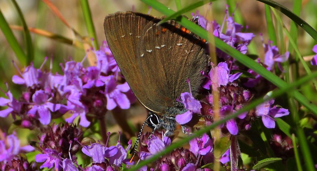 Ogończyk ostrokrzewowiec (Satyrium ilicis)