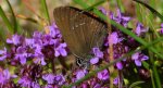 Ogończyk ostrokrzewowiec (Satyrium ilicis)