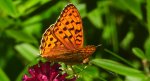 Dostojka adype, perłowiec adype (Argynnis adippe)