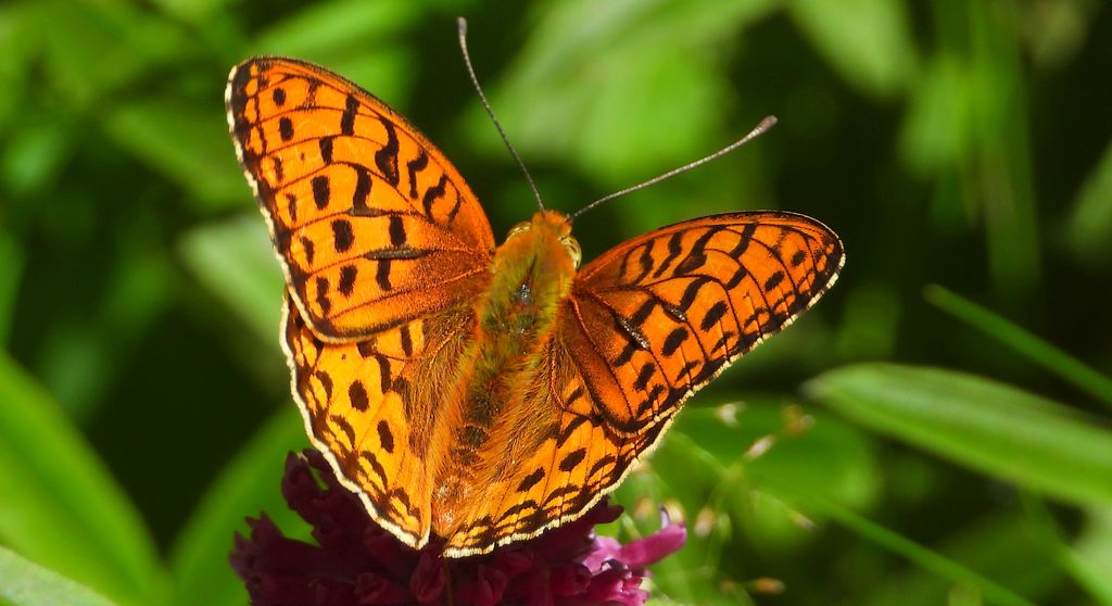 Dostojka adype, perłowiec adype (Argynnis adippe)