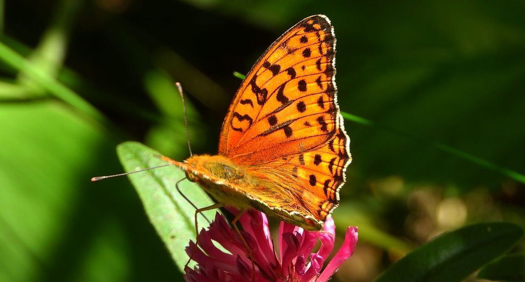 Dostojka adype, perłowiec adype (Argynnis adippe)