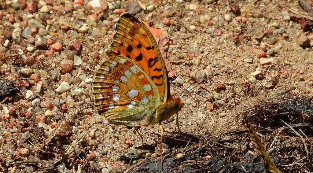 Dostojka adype, perłowiec adype (Argynnis adippe)