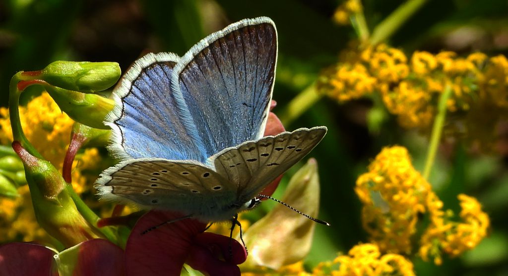 Modraszek dafnid, mnogooczak dafnid (Polyommatus daphnis)