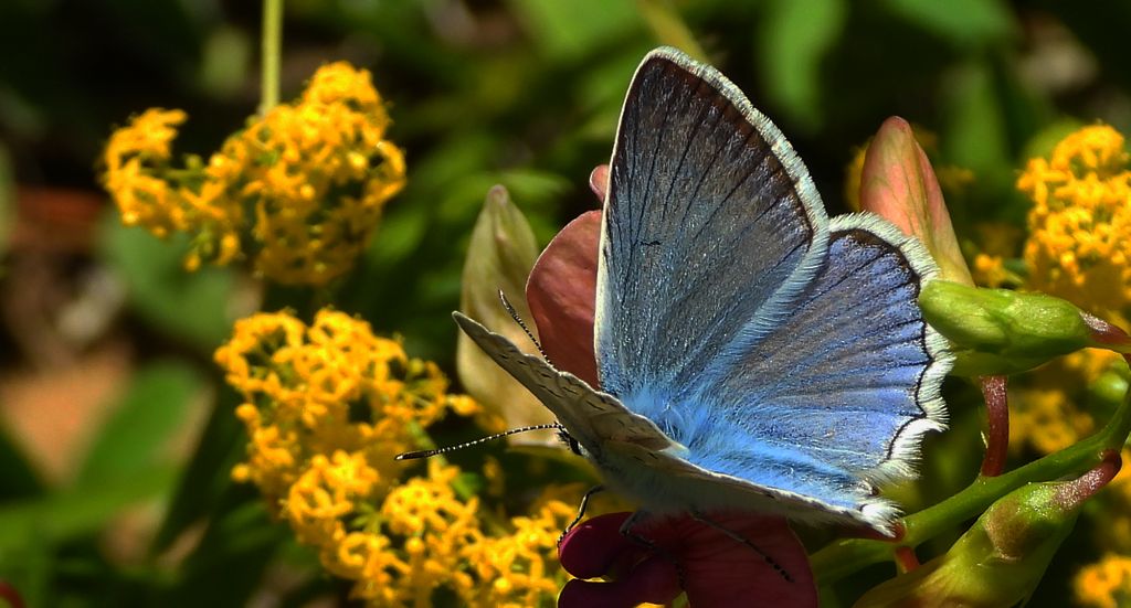 Modraszek dafnid, mnogooczak dafnid (Polyommatus daphnis)