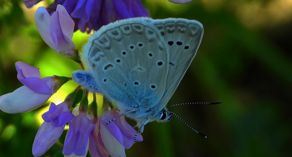 Modraszek dafnid, mnogooczak dafnid (Polyommatus daphnis)