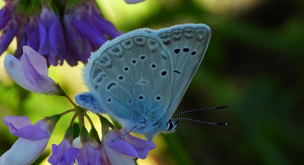 Modraszek dafnid, mnogooczak dafnid (Polyommatus daphnis)
