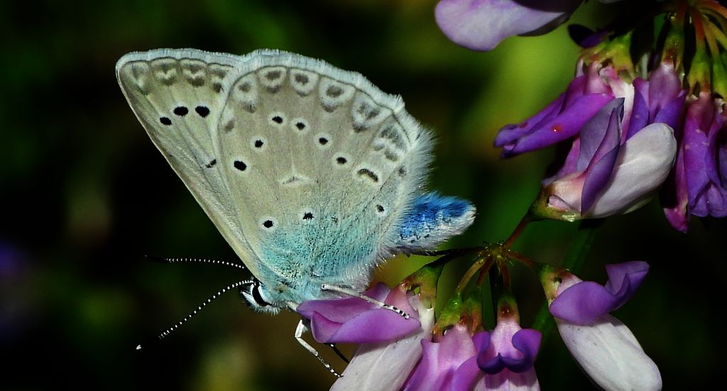 Modraszek dafnid, mnogooczak dafnid (Polyommatus daphnis)