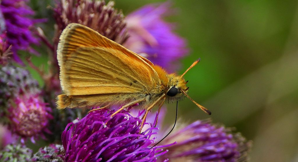 Karłątek ryska, karłątek tarninowy (Thymelicus lineola syn. Adopaea lineola)