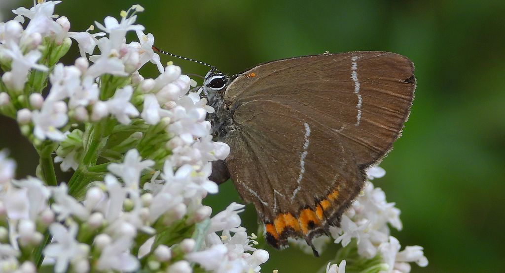 Ogończyk wiązowiec (Satyrium w-album)