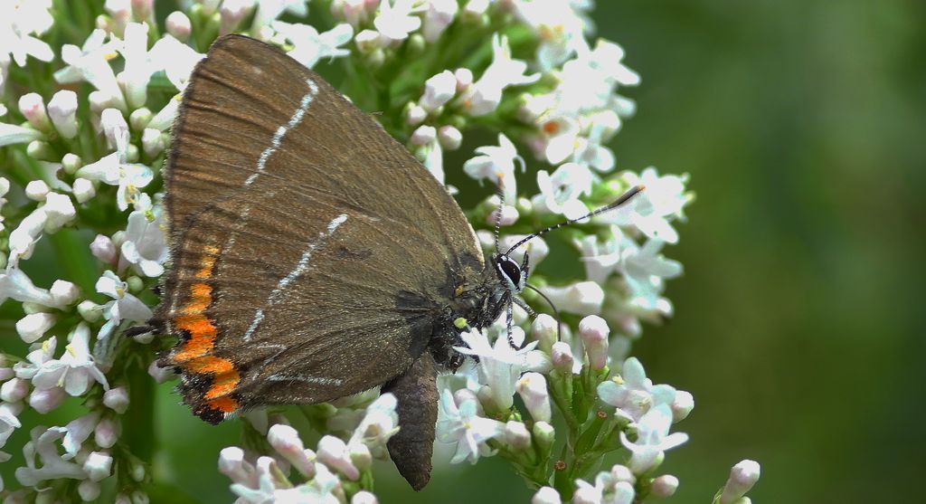 Ogończyk wiązowiec (Satyrium w-album)