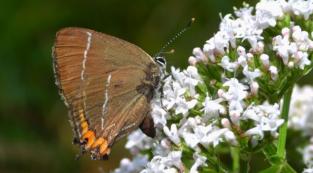 Ogończyk wiązowiec (Satyrium w-album)