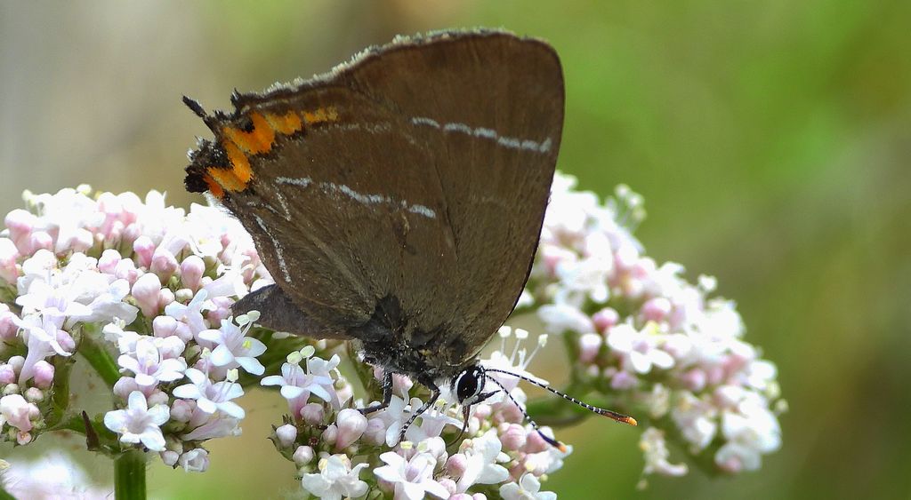 Ogończyk wiązowiec (Satyrium w-album)