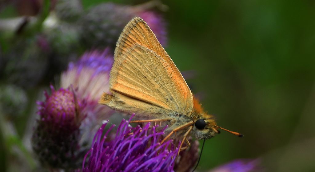 Karłątek ryska, karłątek tarninowy (Thymelicus lineola syn. Adopaea lineola)