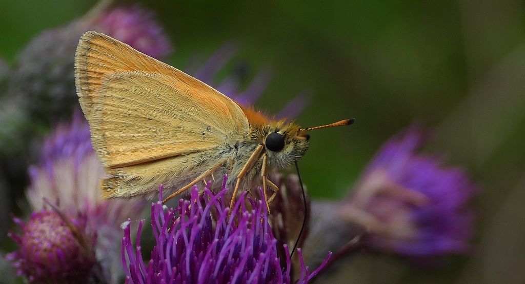 Karłątek ryska, karłątek tarninowy (Thymelicus lineola syn. Adopaea lineola)