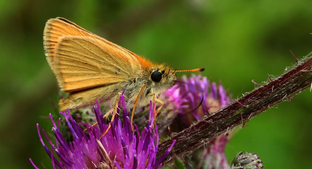 Karłątek ryska, karłątek tarninowy (Thymelicus lineola syn. Adopaea lineola)