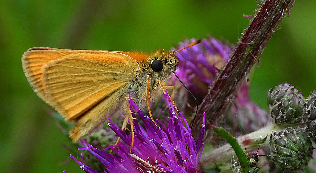 Karłątek ryska, karłątek tarninowy (Thymelicus lineola syn. Adopaea lineola)