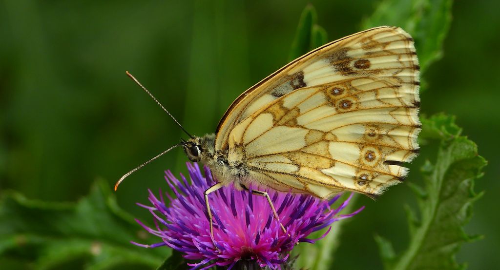Polowiec szachownica, szachownica galatea (Melanargia galatea)
