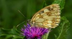 Polowiec szachownica, szachownica galatea (Melanargia galatea)