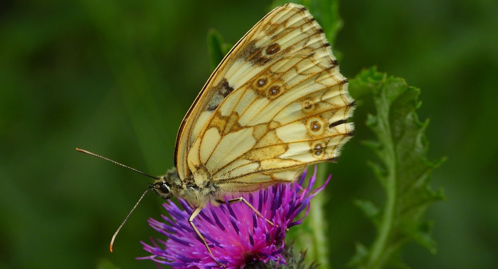 Polowiec szachownica, szachownica galatea (Melanargia galatea)