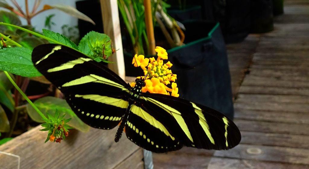 Danio pręgowany (Heliconius charithonia)