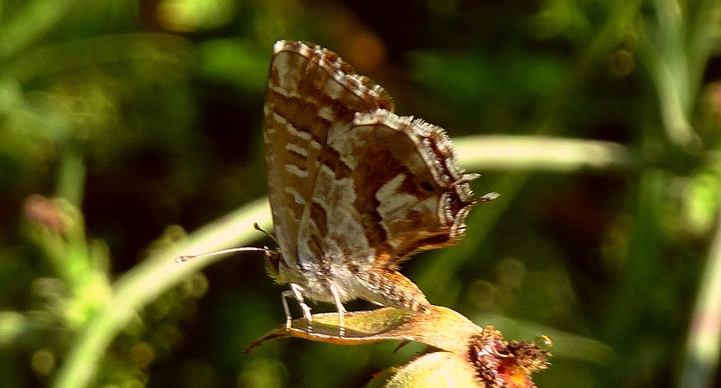 Kacyreusz marszałek (Cacyreus marshalli)