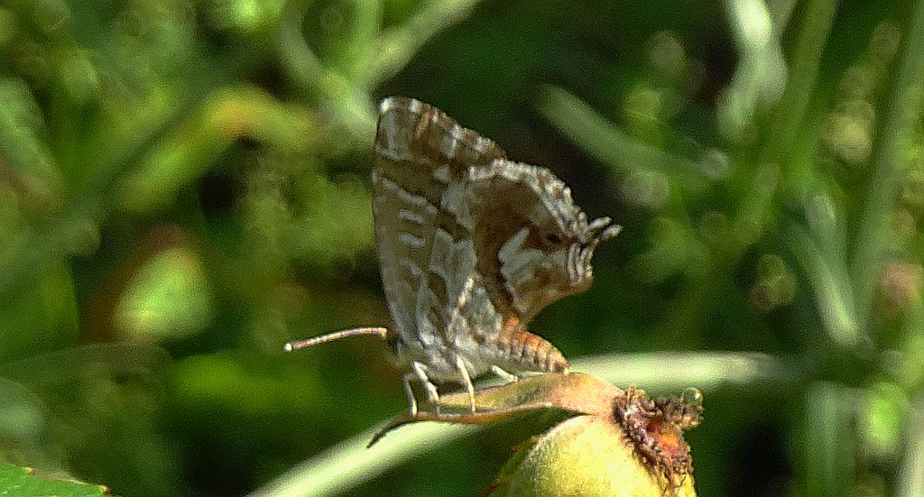 Kacyreusz marszałek (Cacyreus marshalli)