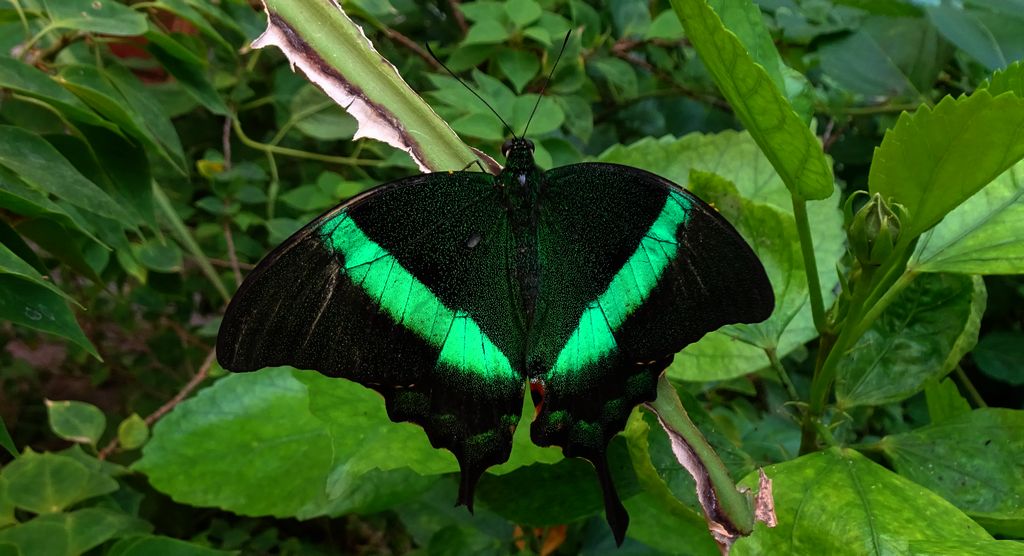 Papilio palinurus