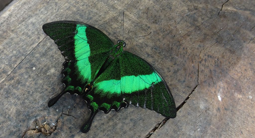 Papilio palinurus