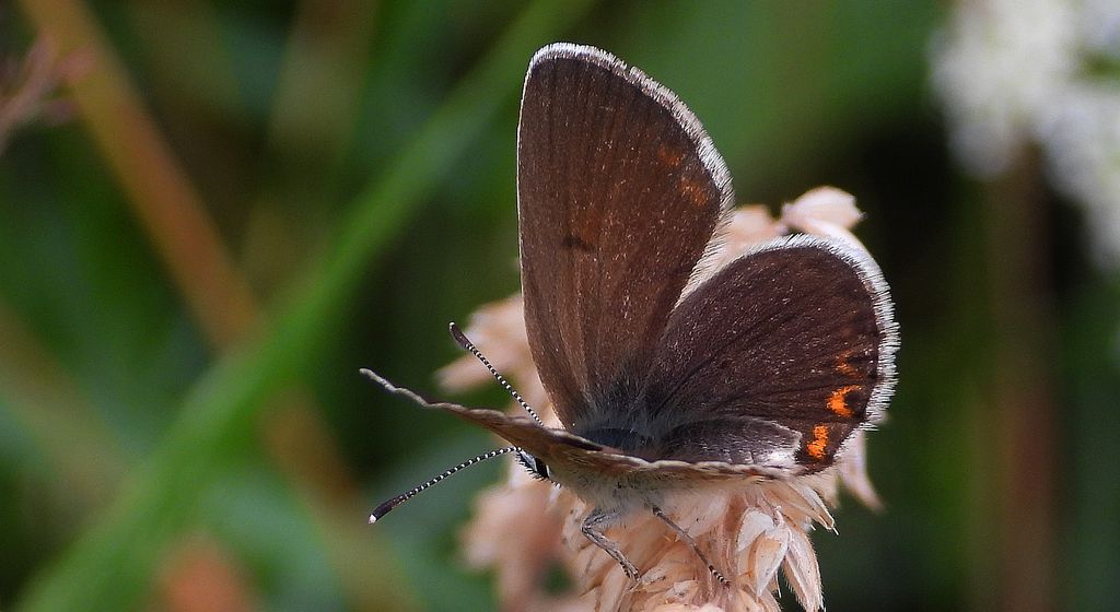 Modraszek eumedon (Aricia eumedon)
