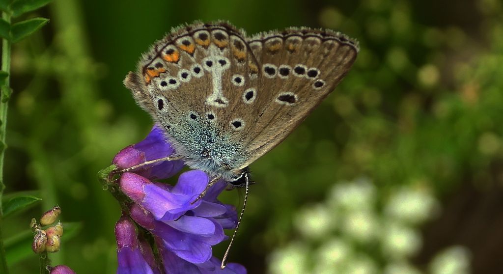 Modraszek eumedon (Aricia eumedon)