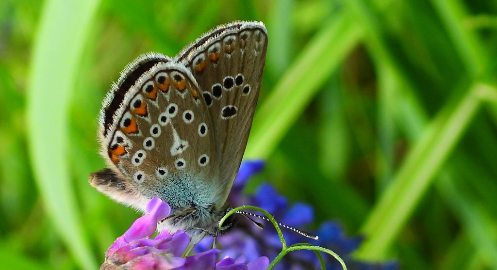 Modraszek eumedon (Aricia eumedon)