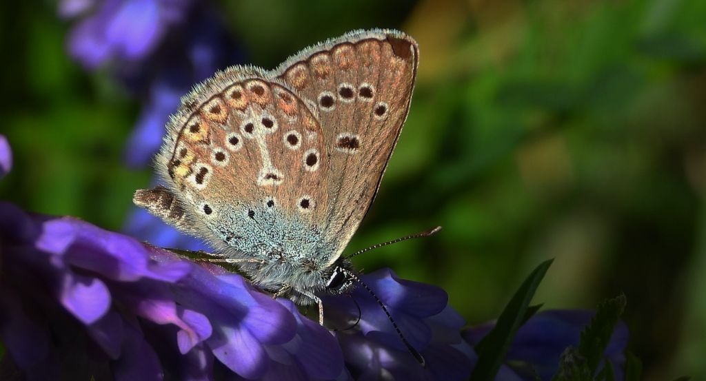 Modraszek eumedon (Aricia eumedon)