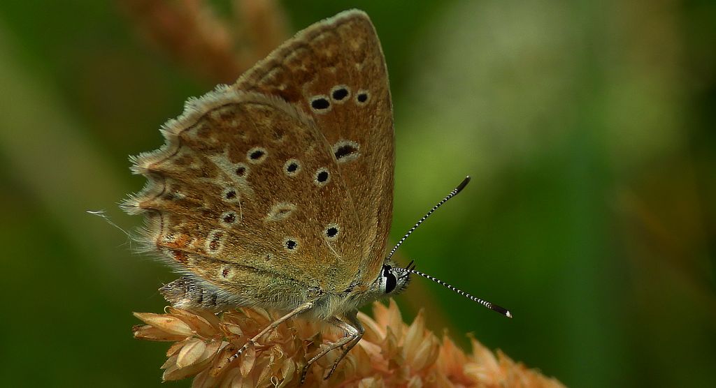 Modraszek dafnid (Polyommatus daphnis)