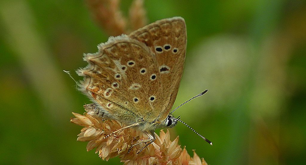 Modraszek dafnid (Polyommatus daphnis)