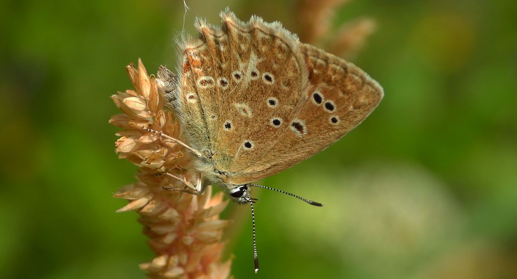Modraszek dafnid (Polyommatus daphnis)