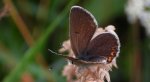Modraszek eumedon (Aricia eumedon)