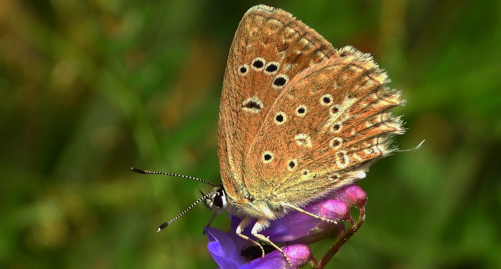 Modraszek dafnid (Polyommatus daphnis)