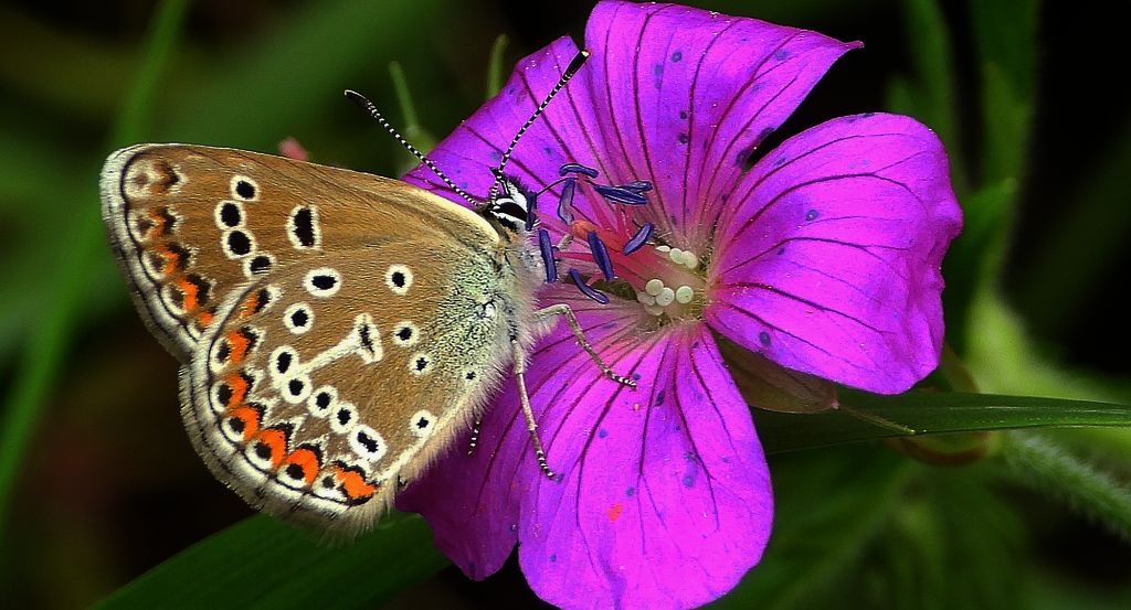Modraszek eumedon (Aricia eumedon)