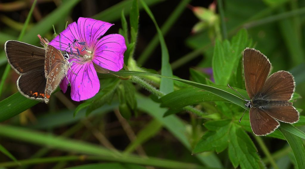 Modraszek eumedon (Aricia eumedon)