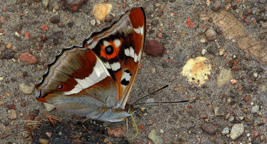 Mieniak tęczowiec (Apatura iris)