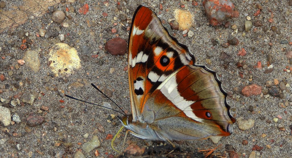 Mieniak tęczowiec (Apatura iris)