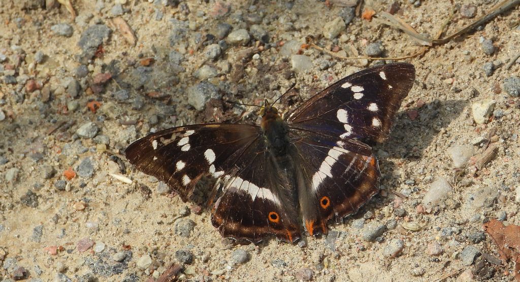 Mieniak tęczowiec (Apatura iris)