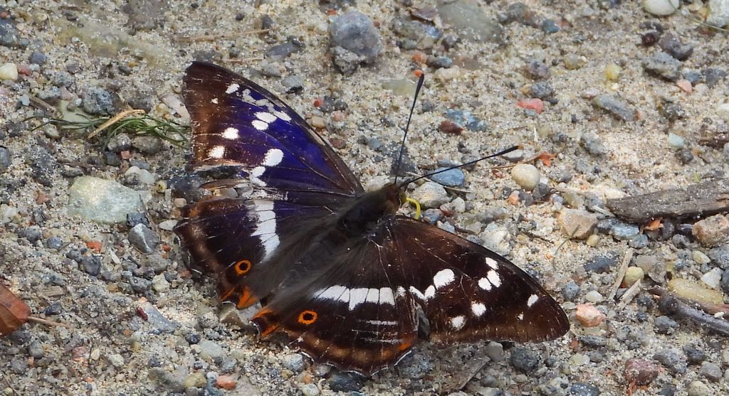 Mieniak tęczowiec (Apatura iris)