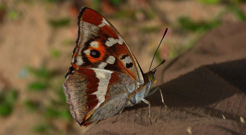 Mieniak tęczowiec (Apatura iris)