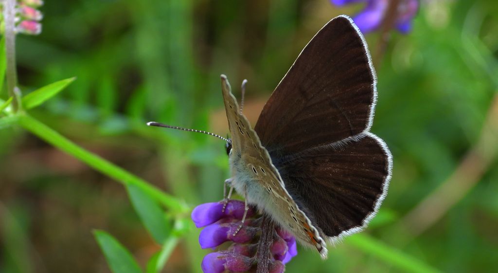 Modraszek eumedon (Aricia eumedon)