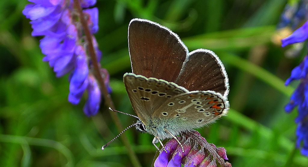 Modraszek eumedon (Aricia eumedon)