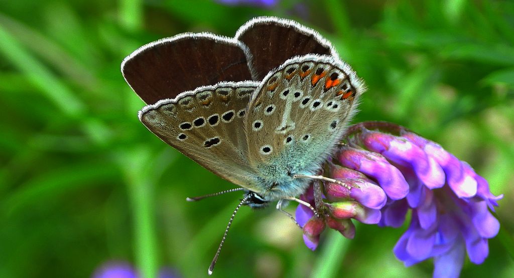 Modraszek eumedon (Aricia eumedon)
